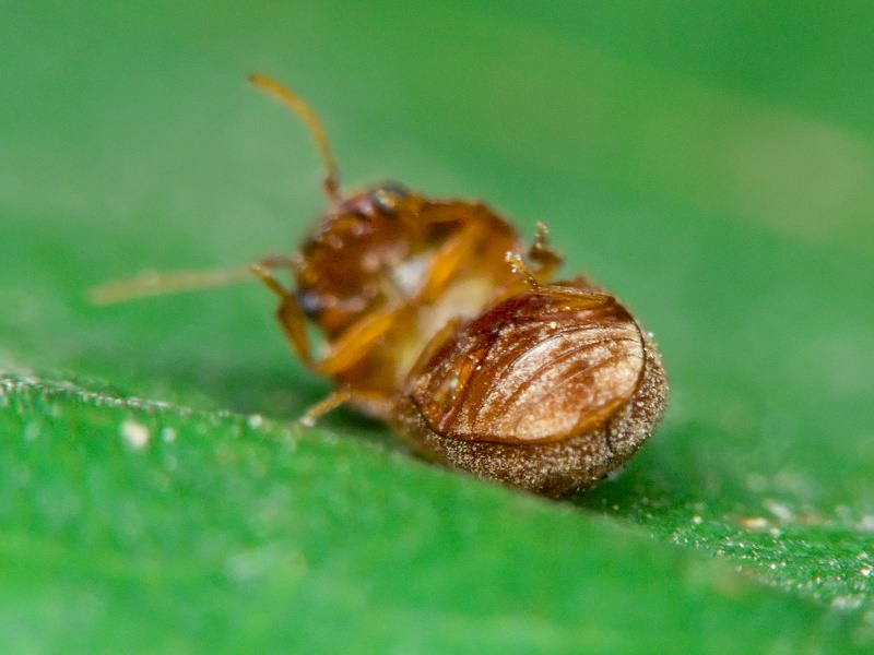 Lasioderma serricorne (Fabricius, 1792)